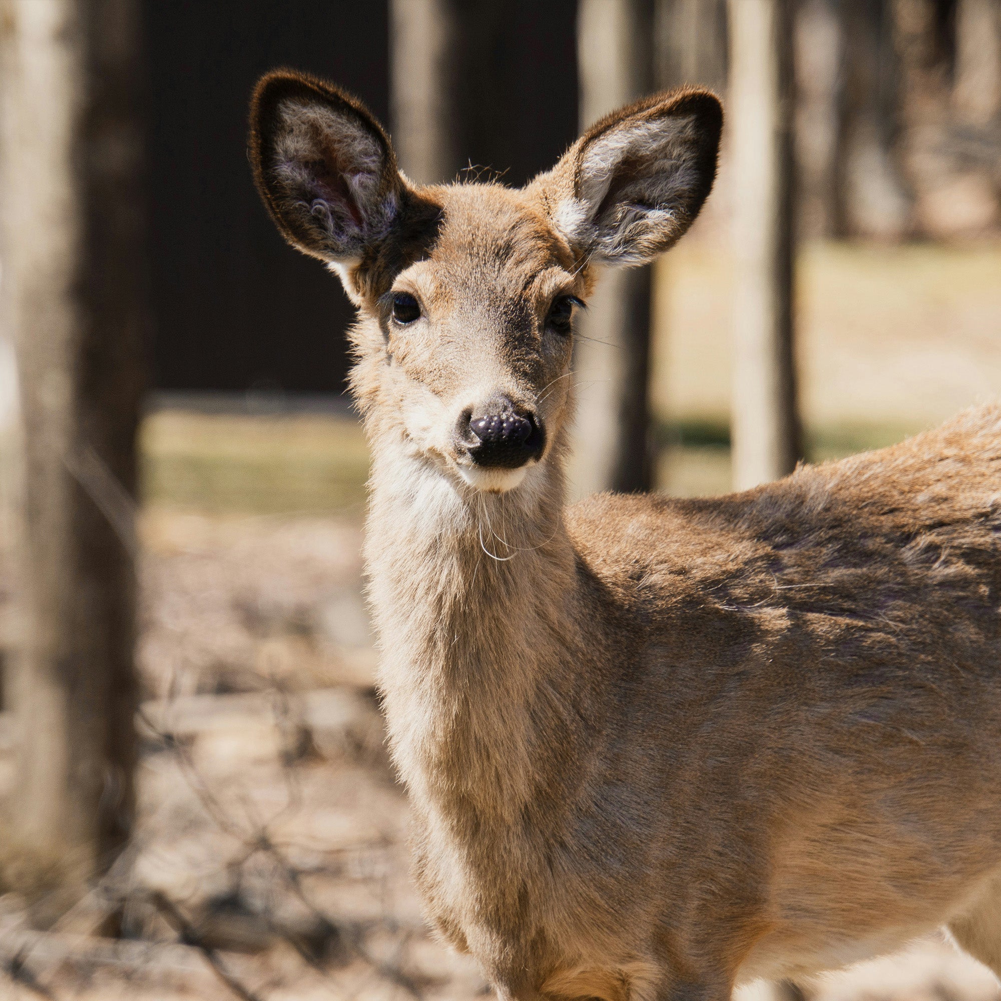 2025 Deer Forecast: Best Days to Hunt Whitetails